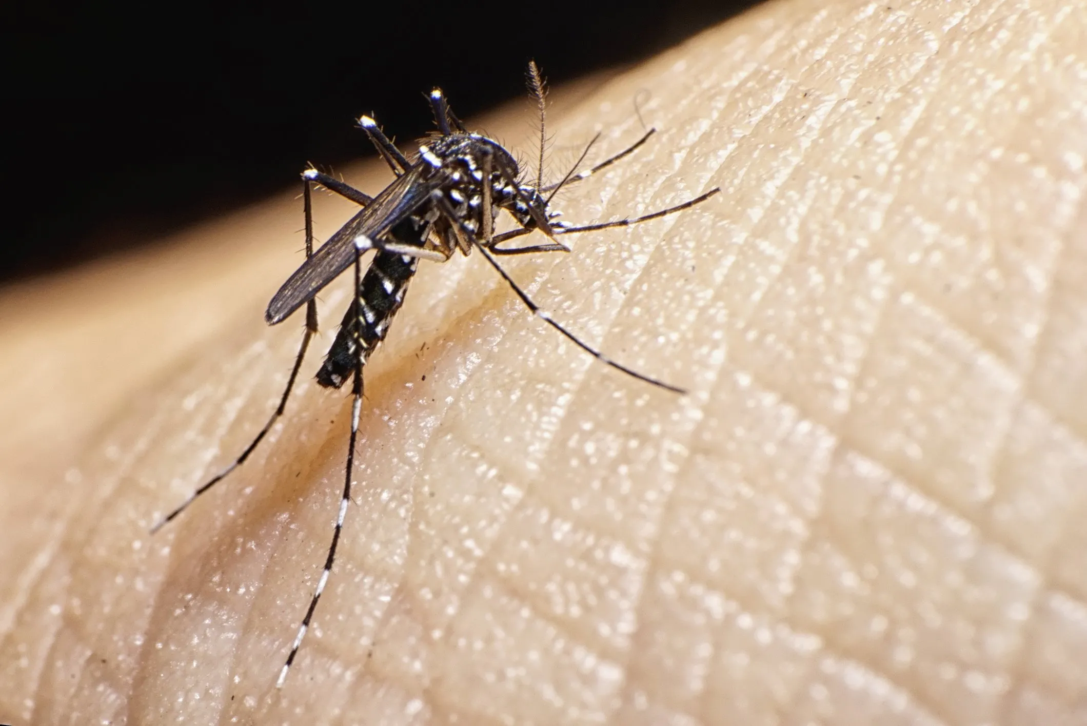 Close-up of a mosquito on human skin, highlighting the importance of mosquito control services in St. Cloud to prevent bites and potential diseases.