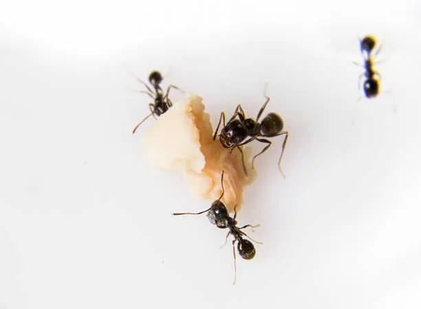 Close-up of ants feeding on food crumbs, emphasizing the need for effective pest control services in St. Cloud to maintain a clean and pest-free environment.