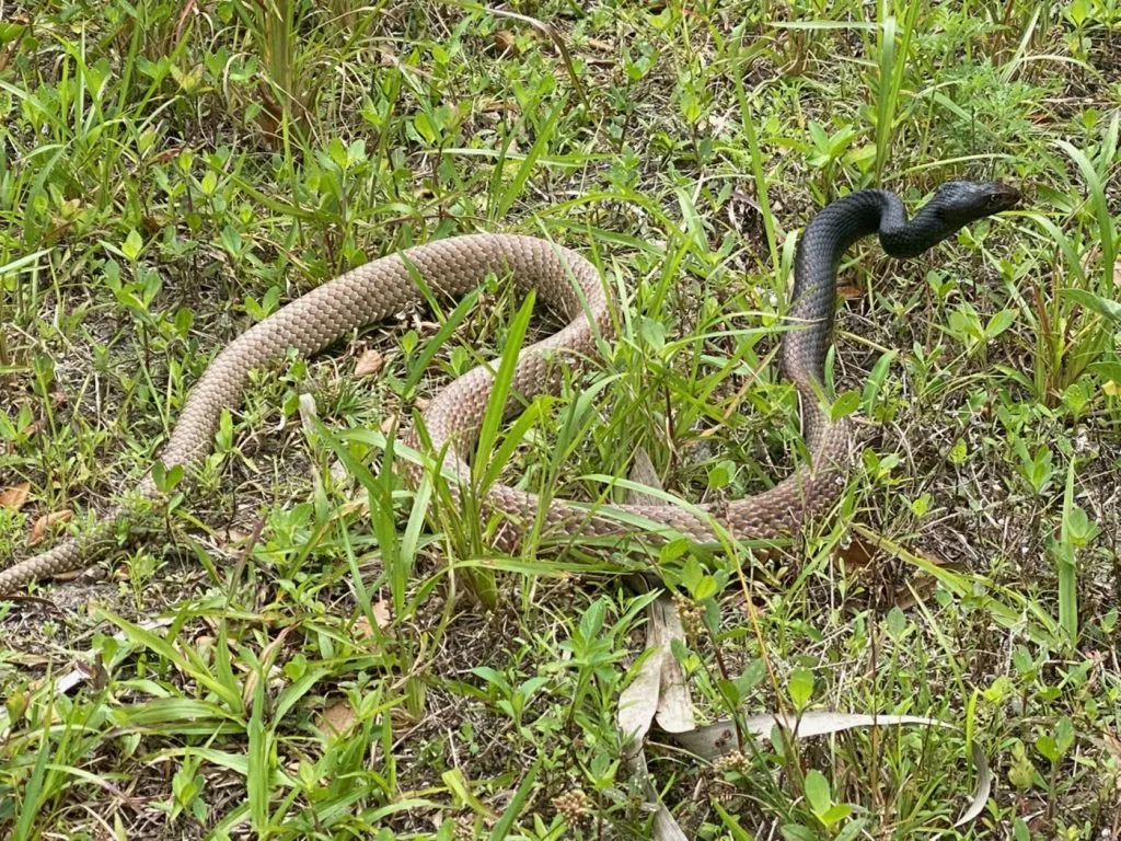 A black snake in the grass, illustrating the need for professional wildlife control services in St. Cloud to ensure a safe and secure home environment.