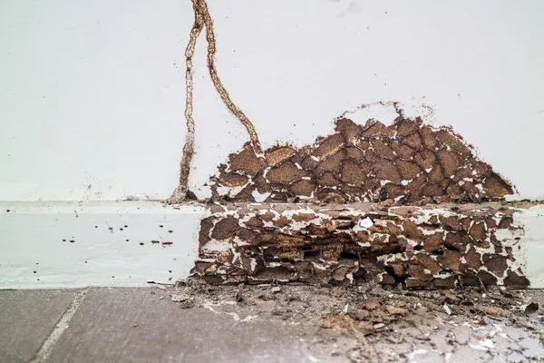 Severe termite damage to a wall with visible mud tubes and deteriorated wood, emphasizing the importance of trusted St. Cloud termite control services to protect homes from termites.