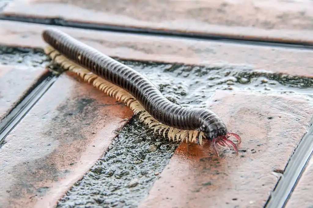 Millipede on a tiled surface, emphasizing the need for comprehensive Windermere pest control services to ensure a clean and pest-free home.
