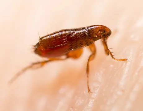 Close-up of a flea on skin, demonstrating the need for Windermere pest control services.