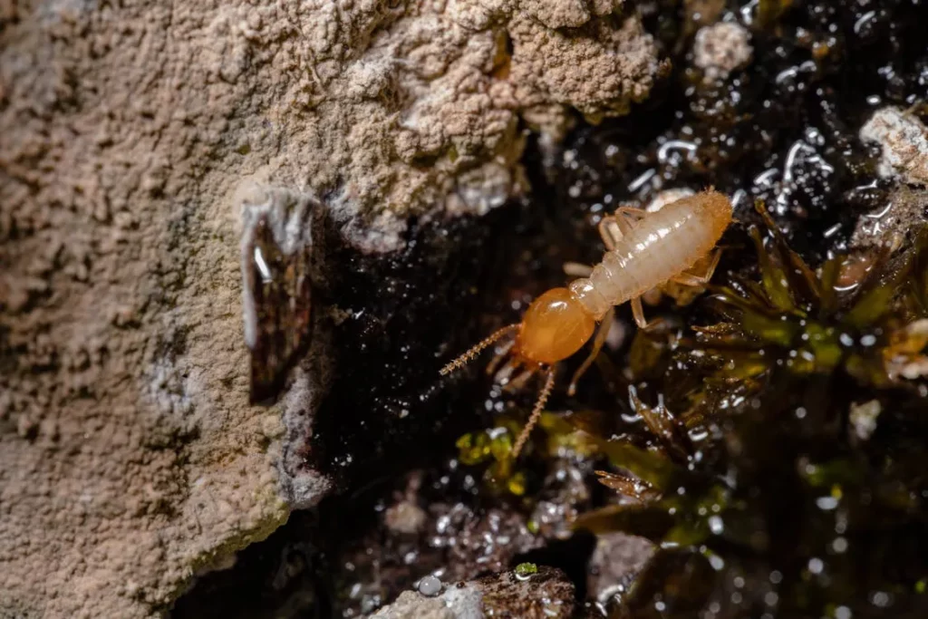 Close-up of a termite on a damp surface, highlighting the need for expert Windermere termite control services to protect homes from termite damage.