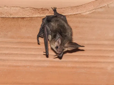 Bat hanging in a residential area, illustrating the need for Windermere wildlife control services.