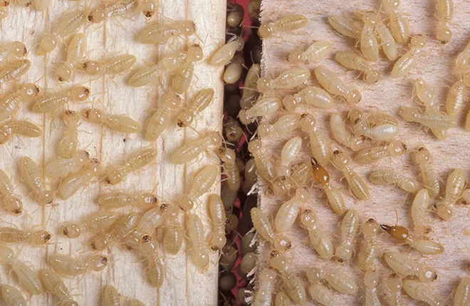 Close-up of a severe termite infestation in wood, highlighting the need for comprehensive Windermere termite control services to protect properties from structural damage.