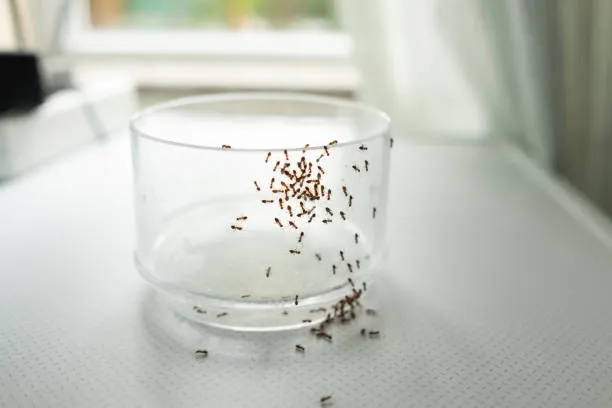 Ants swarming a glass container, emphasizing the need for comprehensive Winter Garden pest control services to keep homes pest-free and hygienic.