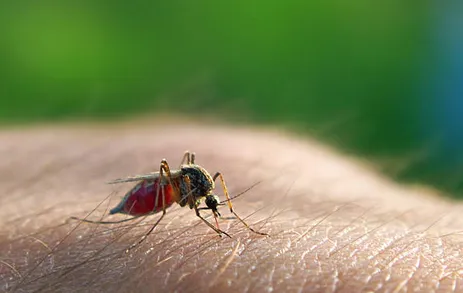 Mosquito feeding on human skin, emphasizing the need for effective Winter Garden mosquito control services to protect against mosquito-borne illnesses.