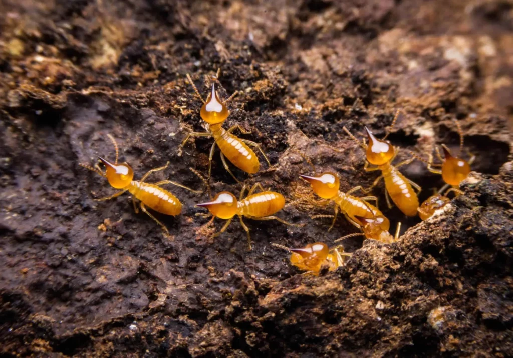 Close-up of termites on wood, highlighting the need for expert Winter Garden termite control services to protect homes from termite damage.