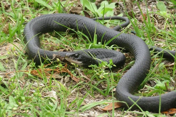 Black snake in a grassy area, emphasizing the need for comprehensive Winter Garden wildlife control services to ensure a safe and secure property.