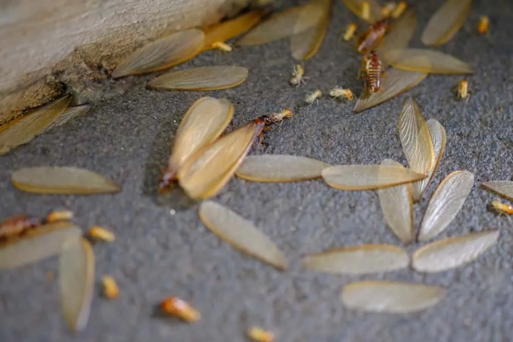 Close-up of discarded termite wings, a common sign of infestation, emphasizing the need for expert Winter Garden termite control services to protect homes.