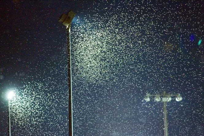 Swarm of termites illuminated by a streetlight at night, emphasizing the need for reliable Winter Garden termite control services to protect properties from infestations.