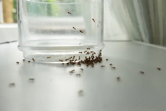 Ants swarming a glass container, emphasizing the need for effective Winter Park pest control services to maintain a clean and pest-free home.