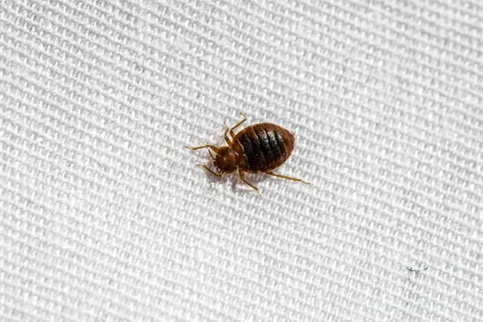 Close-up of a bed bug on fabric, emphasizing the need for expert Winter Park pest control services to eliminate bed bugs and ensure a comfortable home.