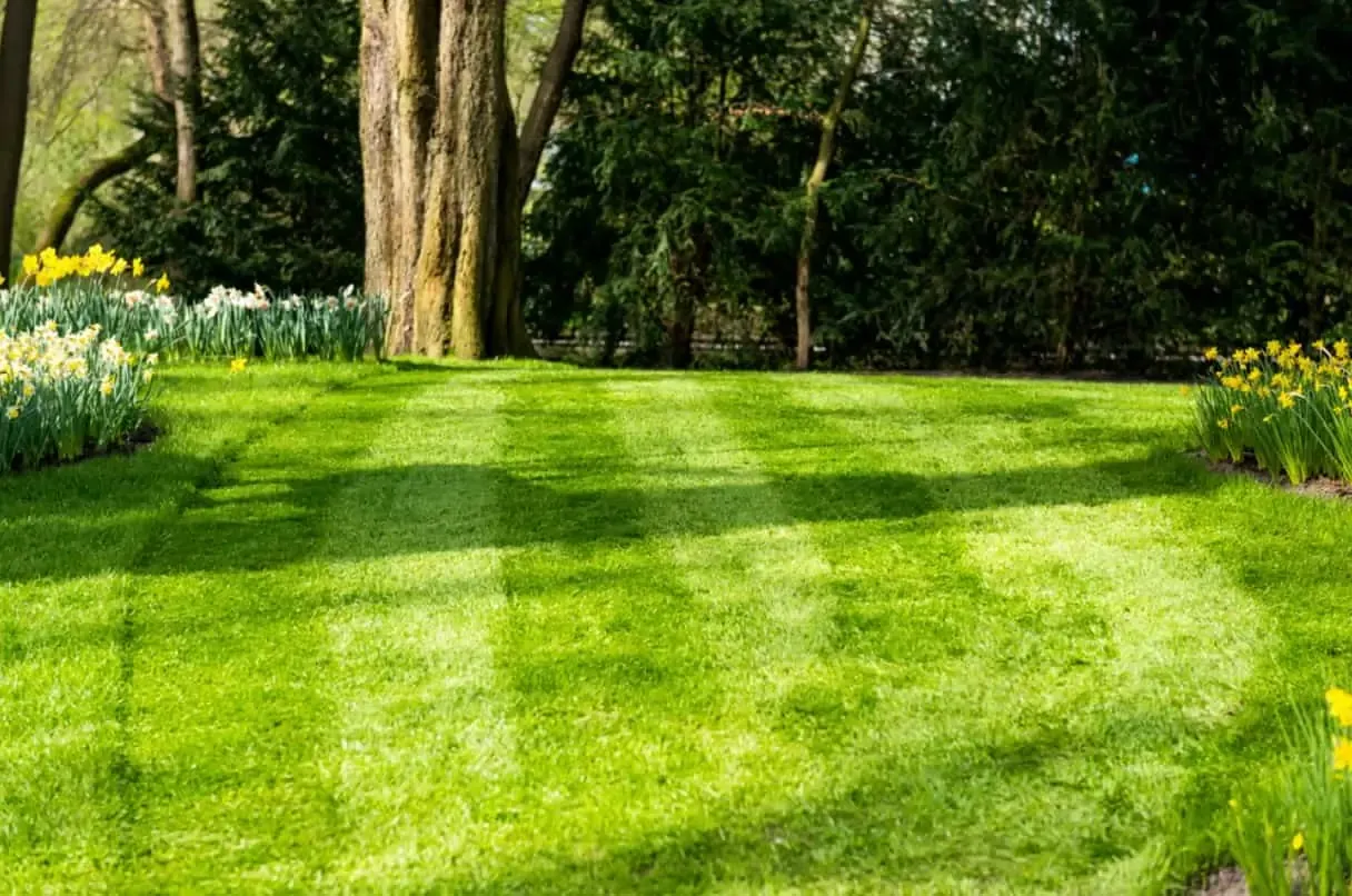 Perfectly manicured lawn with lush green grass, illustrating the results of premier Winter Park lawn care services.