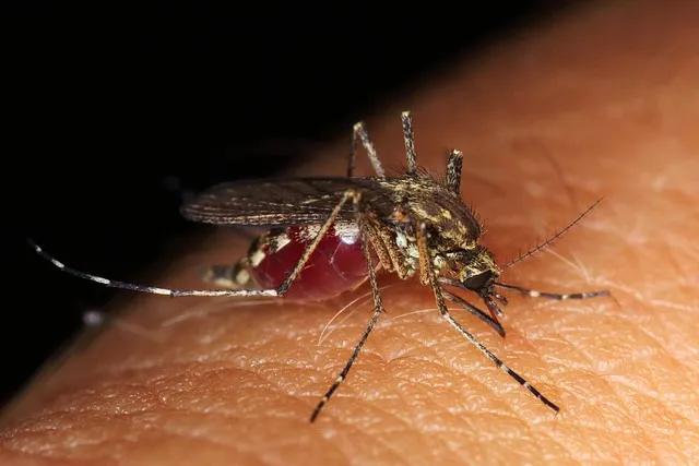 Close-up of a mosquito feeding on human skin, emphasizing the importance of effective Winter Park mosquito control services to protect against mosquito-borne diseases.