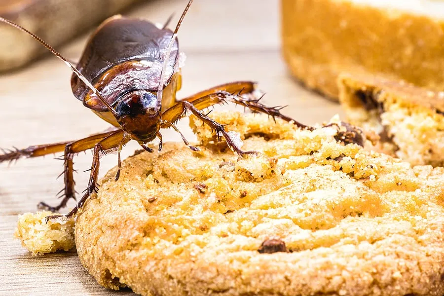 Cockroach on a cookie, highlighting the need for comprehensive Winter Park pest control services to ensure a clean and pest-free home.