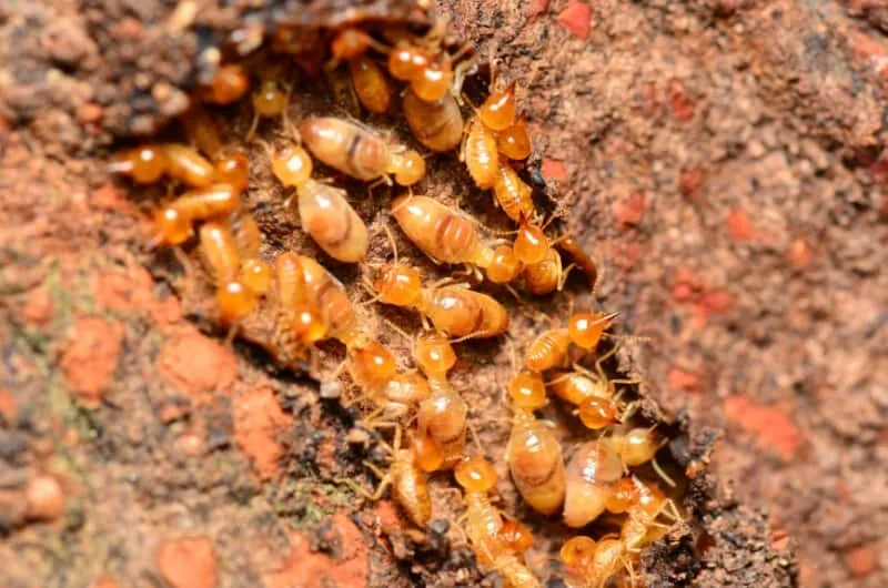 Close-up of termites infesting wood, highlighting the need for expert Winter Park termite control services to protect homes from termite damage.