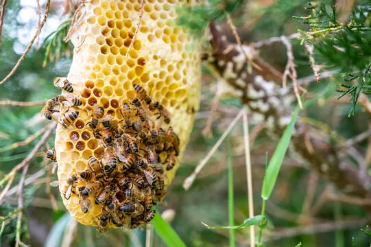 Honeybee hive hanging from a tree branch, emphasizing the need for professional Winter Park bee removal services to ensure home safety and comfort.