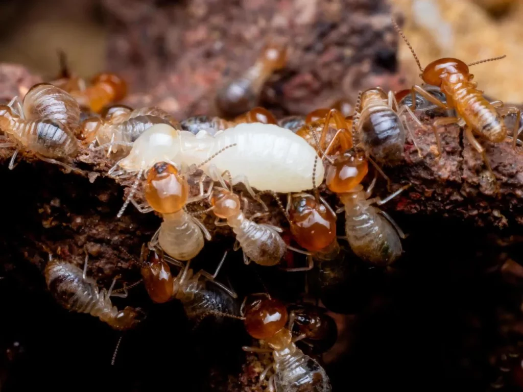 Close-up of termites in their natural habitat, emphasizing the need for professional Winter Park termite control services to protect homes from damage.