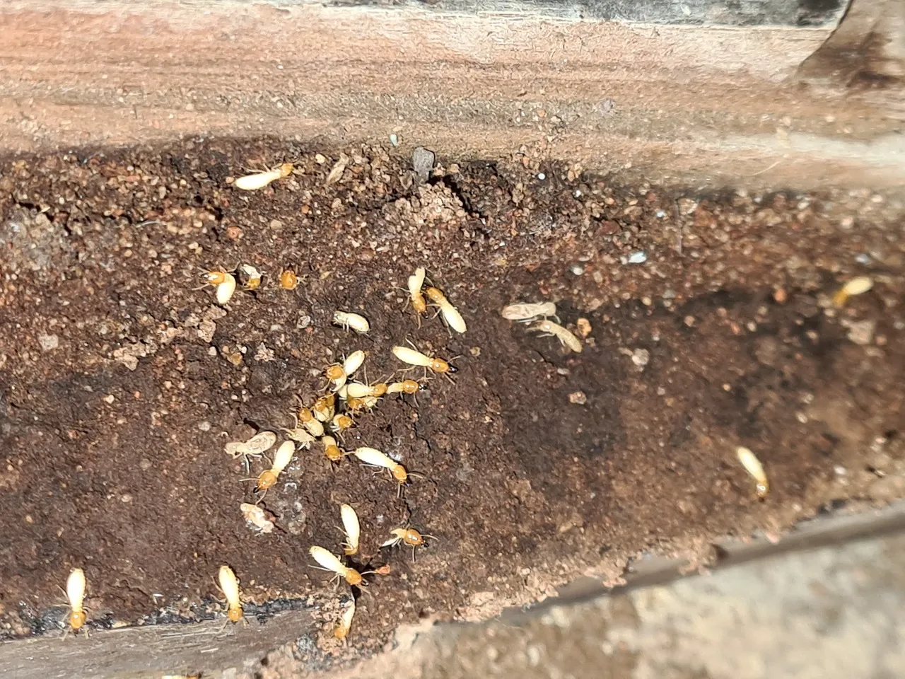 Termites infesting wood, highlighting the importance of professional Winter Park termite control services to prevent structural damage to homes.