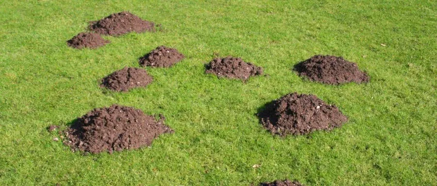 Multiple molehills on a green lawn, emphasizing the need for expert Winter Springs mole control services to maintain a pristine outdoor space.