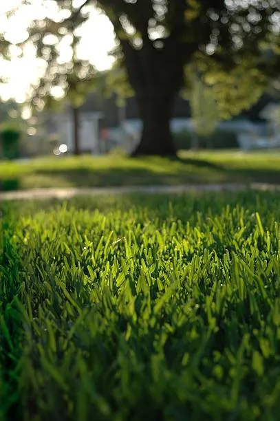 Lush green lawn bathed in sunlight, showcasing the results of premium Winter Springs lawn care services.