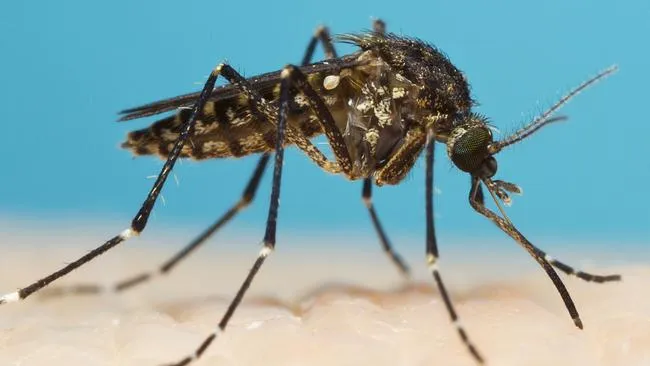 Close-up of a mosquito, highlighting the need for effective Winter Springs mosquito control services to protect homes and families from mosquito-borne diseases.