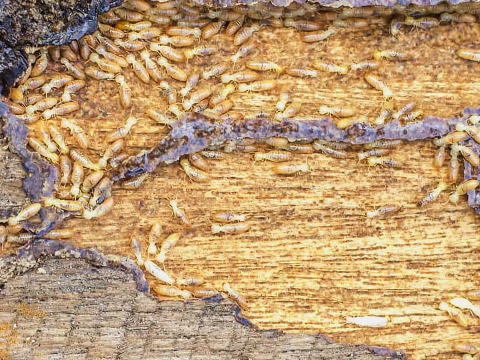 Extensive termite activity within wood, emphasizing the need for professional Winter Springs termite control services to protect homes from severe structural damage.