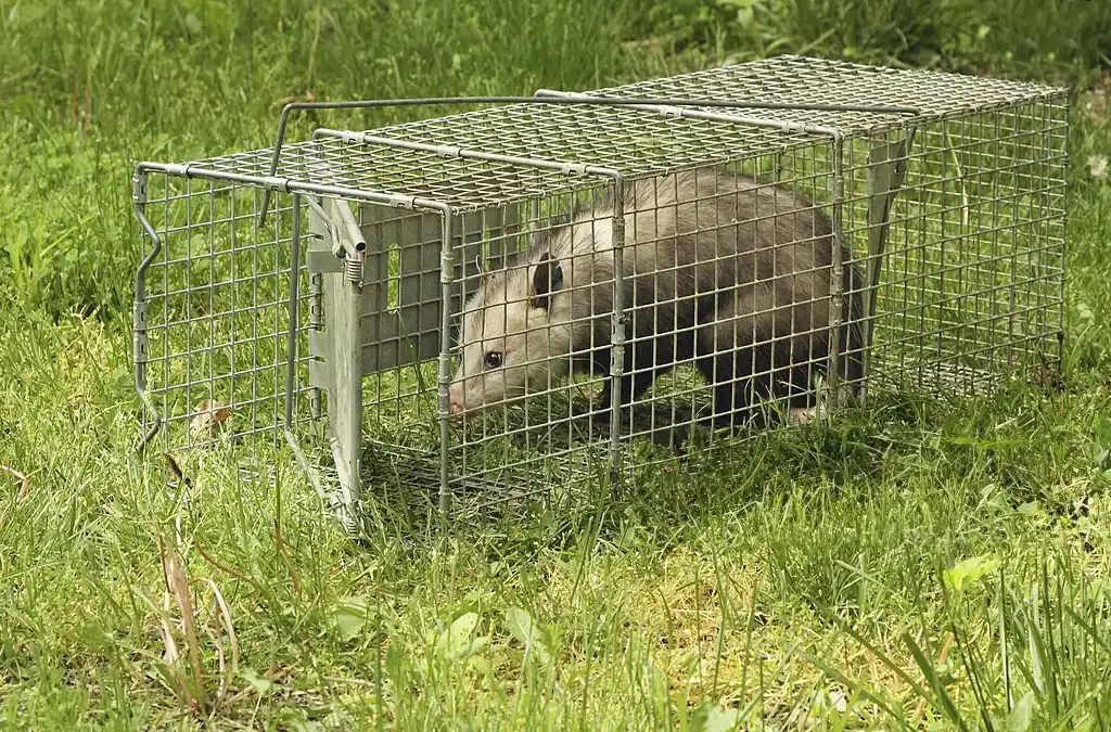 Opossum captured in a live trap, emphasizing the need for Avalon Park wildlife control to manage and remove opossums from properties.