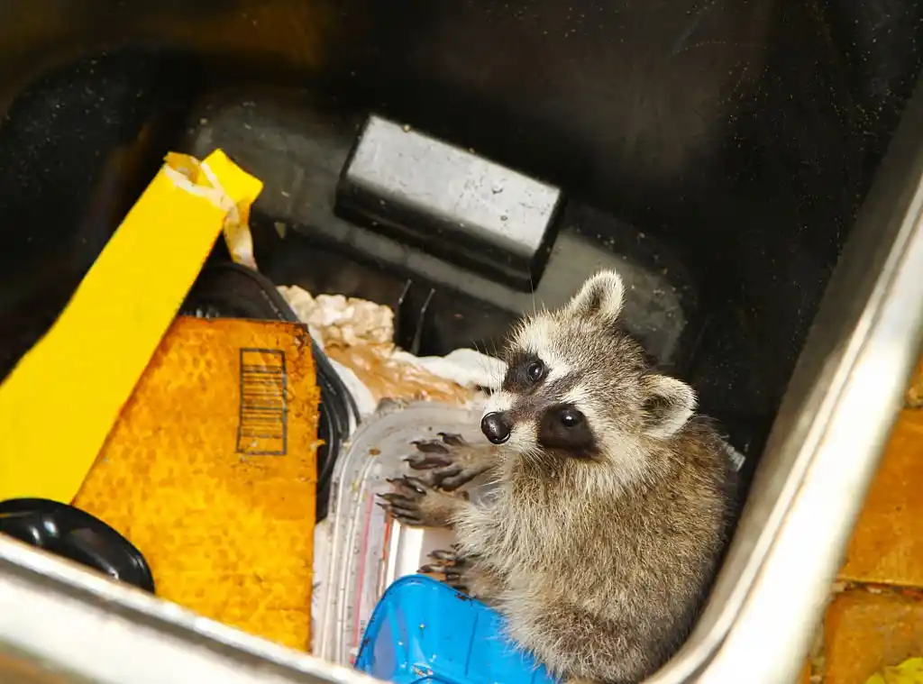 Raccoon inside a trash can, emphasizing the importance of professional Celebration wildlife control for managing raccoon encounters.