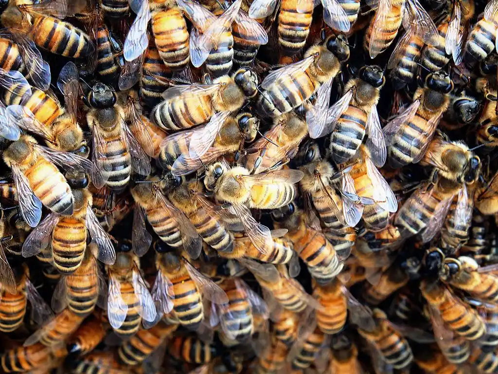 Close-up of a dense cluster of bees, showcasing the need for Clermont wildlife control services.