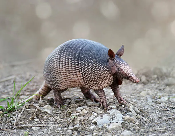 Armadillo on rocky ground, highlighting the need for Clermont wildlife control to manage and prevent armadillo infestations.