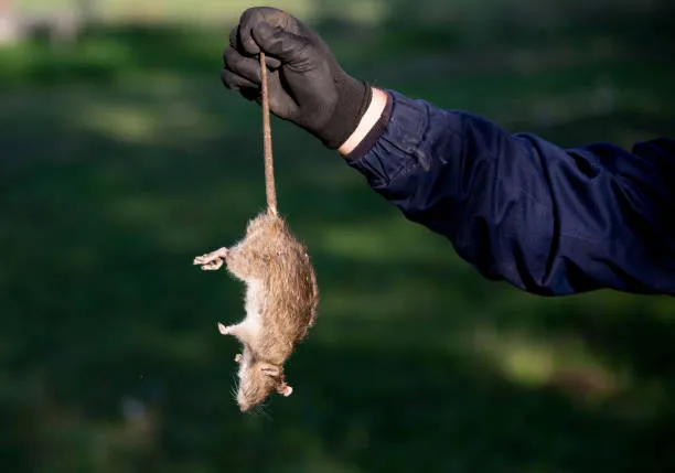 Gloved hand holding a captured rat by the tail, illustrating the necessity of Clermont wildlife control for managing rodent infestations.