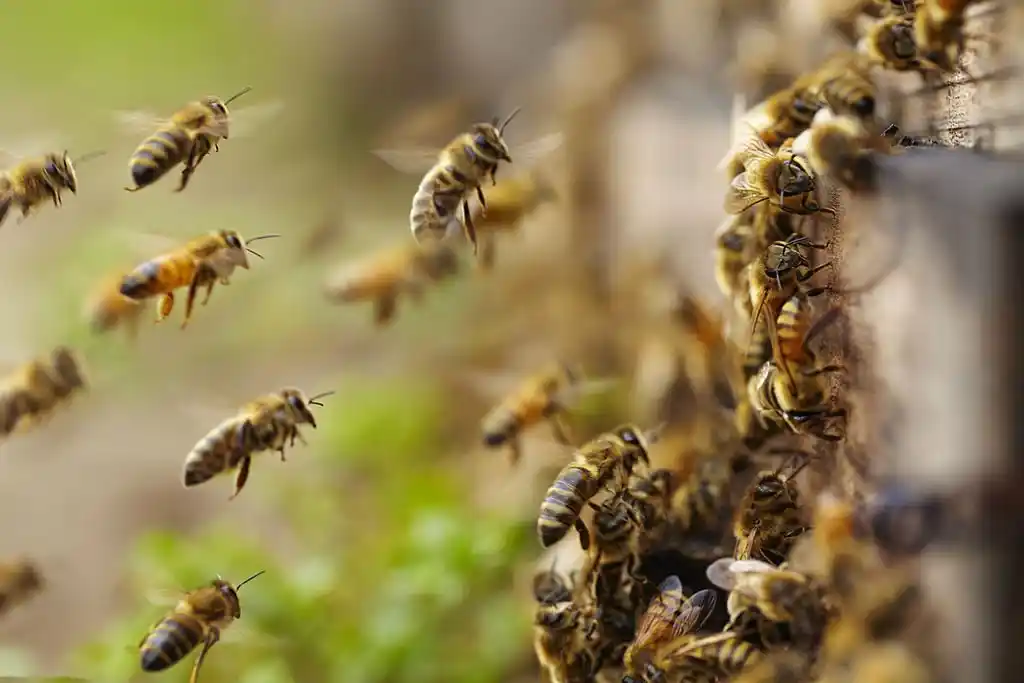 Image of bees swarming, representing the need for professional wildlife control services in College Park.