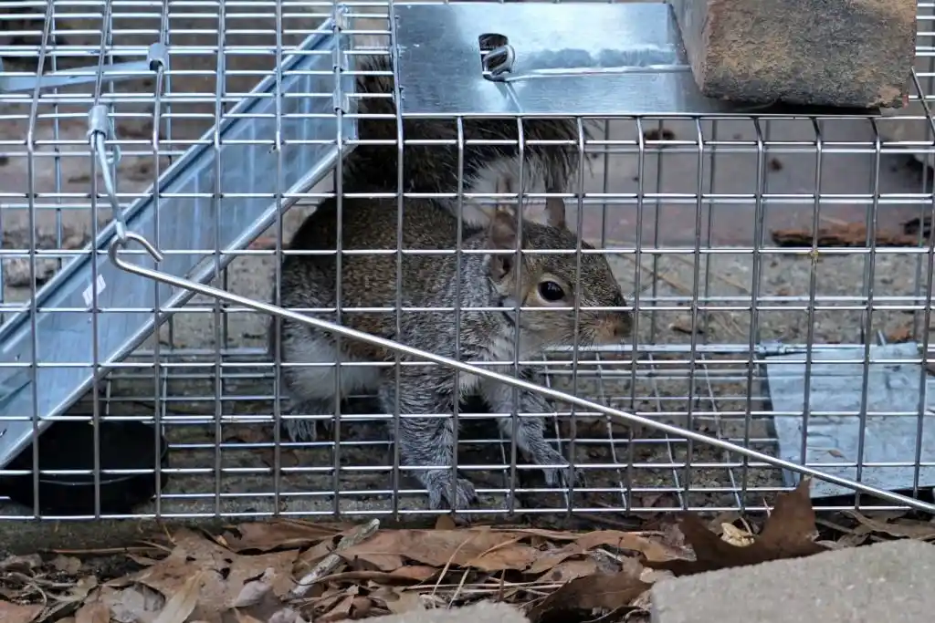 Image of a squirrel in a humane trap, representing wildlife control services in College Park.