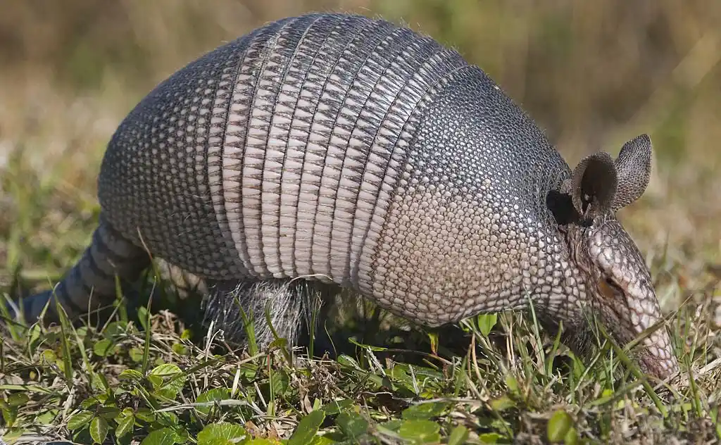 Armadillo foraging on grass in Four Corners, highlighting the need for professional wildlife control services.