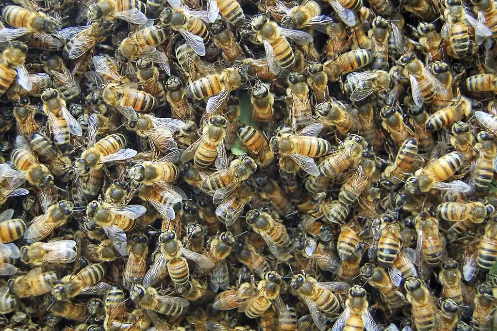 Close-up of a large group of bees, emphasizing the need for Hunter's Creek wildlife control services.