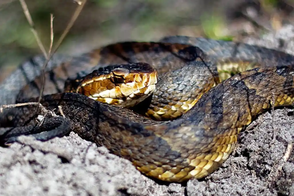 Close-up of a coiled snake, emphasizing the importance of professional Lake Mary wildlife control for safe snake removal.