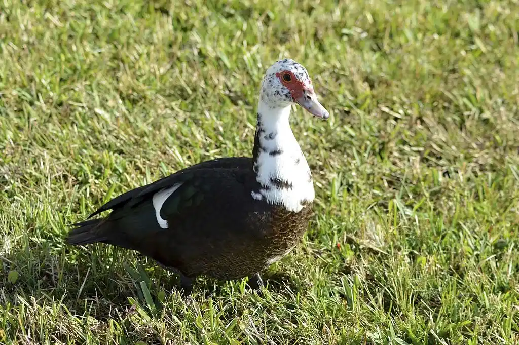 Close-up of a bird on a grassy area, emphasizing the importance of professional Lake Mary wildlife control for managing bird encounters.