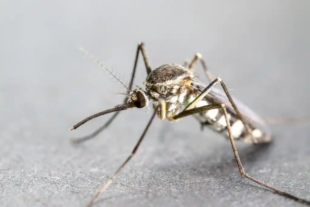 Image of a mosquito, representing the need for effective mosquito and wildlife control services in Lake Nona.