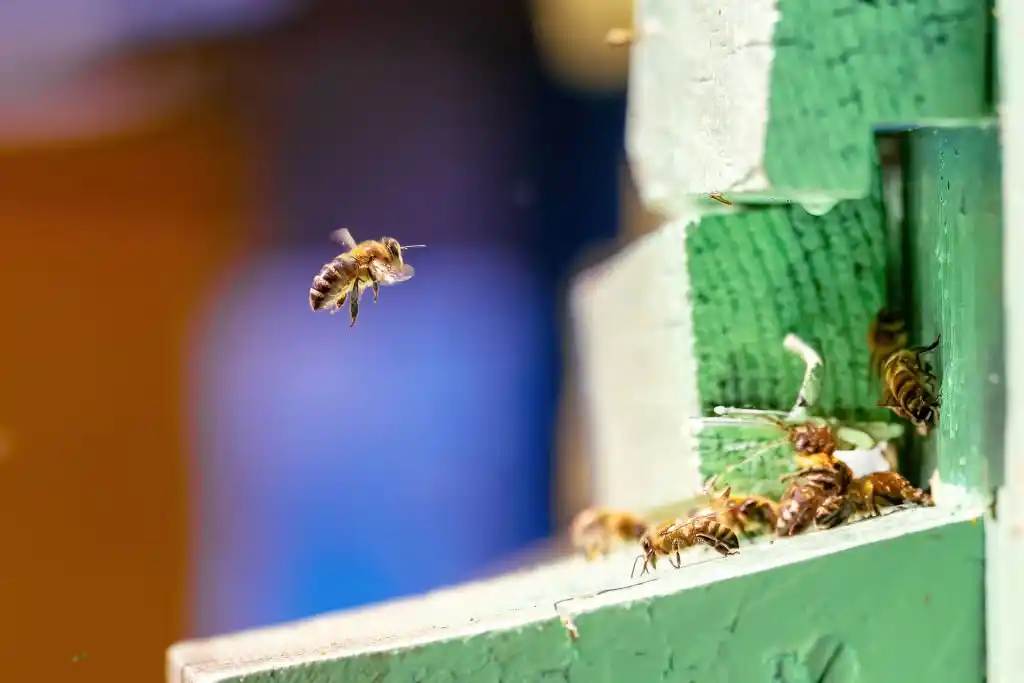 Bees near a wooden structure, highlighting the need for Longwood wildlife control services.