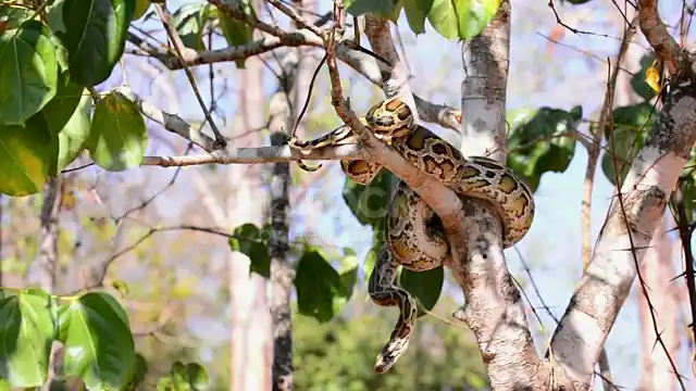 Snake coiled around a tree branch, emphasizing the need for Longwood wildlife control services.