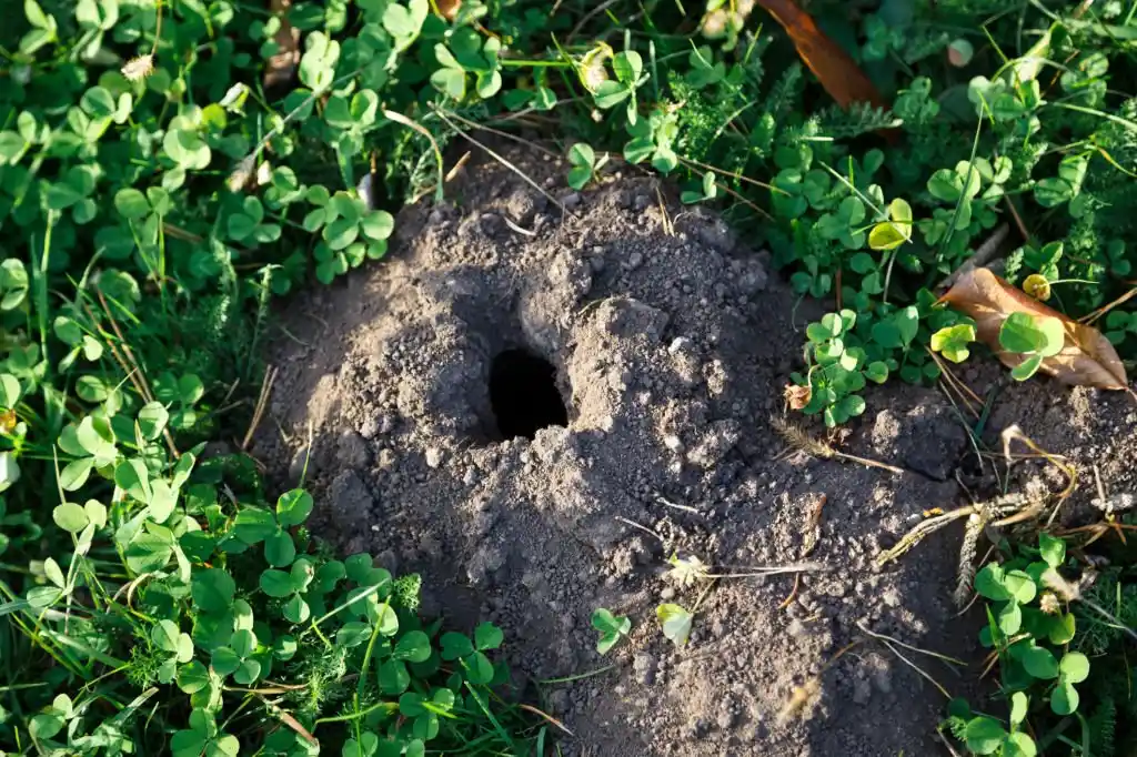 Freshly dug mole hole in a lawn, indicating the need for Mount Dora wildlife control services.