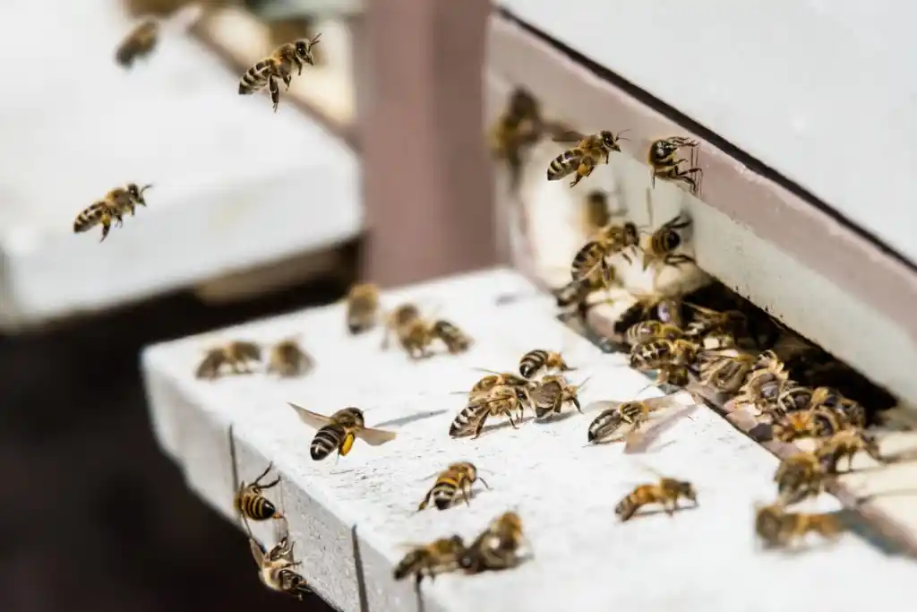 Bees swarming around a structure, indicating the need for Ocoee wildlife control services.