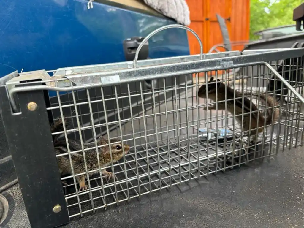 Squirrels trapped in a cage as part of Ocoee wildlife control services.