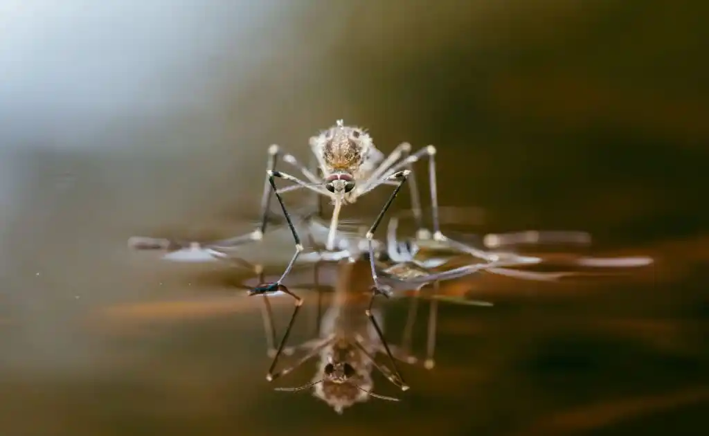 Mosquito on the water surface in need of Sanford mosquito control services.