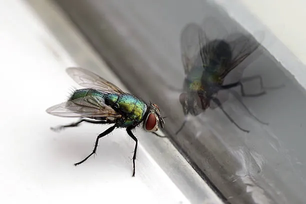 Close-up of a fly on a window, highlighting the need for Sanford pest control services.