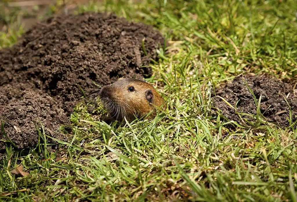 A gopher peeking out of its burrow in a grassy area, representing Sanford wildlife control services.