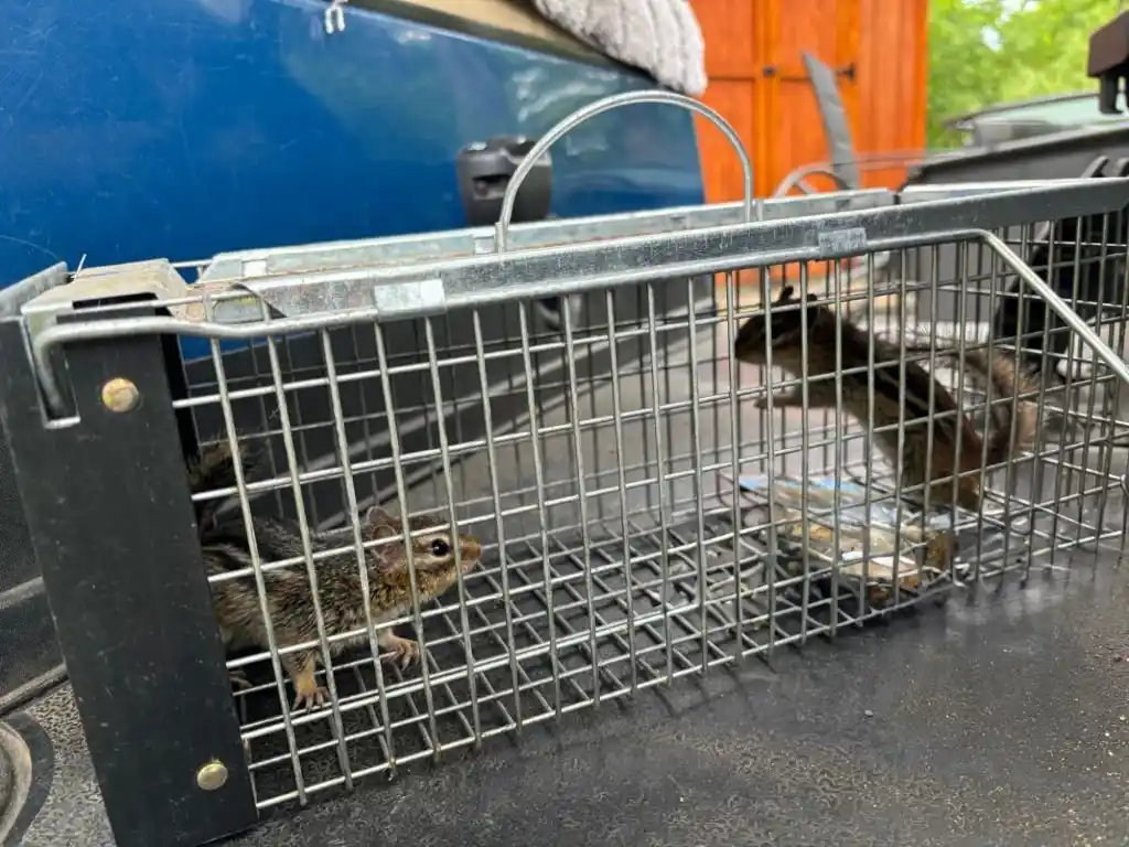 Trap containing captured wildlife as part of Sanford wildlife control services.