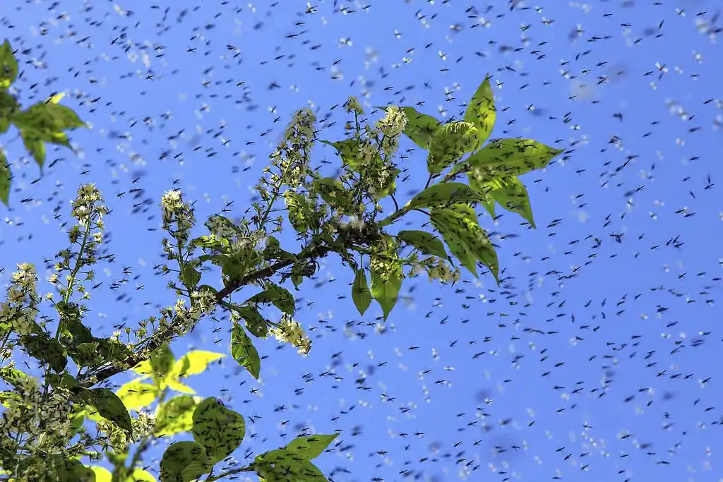 Swarm of mosquitoes around tree branches, emphasizing the need for professional mosquito control services in St. Cloud to protect against mosquito infestations.